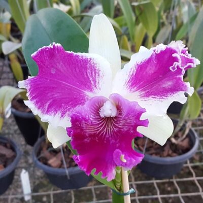 Lc. Red Empress X Lc. Shellie Compton