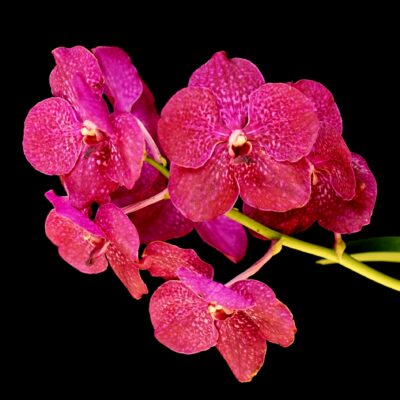Vanda Kultana Red Orose + Brinde: 1 Dendrobium Daeng Udorn Adulto