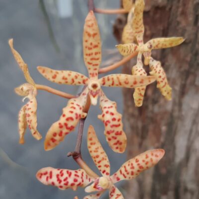 Renanthera Monachica Sp. Luzon, Phillippines