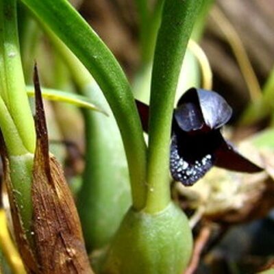 Maxillaria Shunkeana (orquídea Negra)