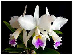 Cattleya Jenmanii Semi-alba X Self