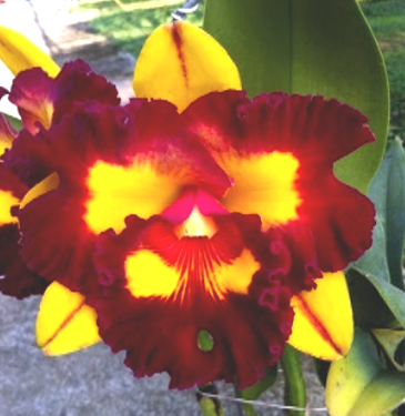 Rlc. Lai Ching The Red Two Tone