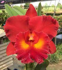 Rlc. Siam Red