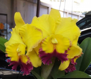 Rlc. Thongsuk Gold Delight