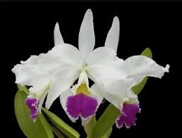 Cattleya Jenmanii Alba `Pincelada´ X Sibling
