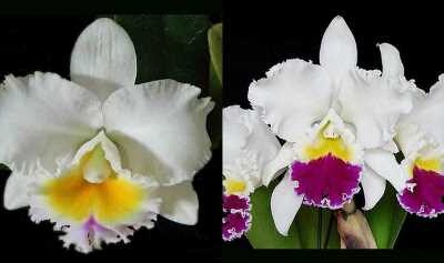 Blc. California Girl `Orchidlibrary´ X Blc. Mikkie Nagata `Orchidlibrary´