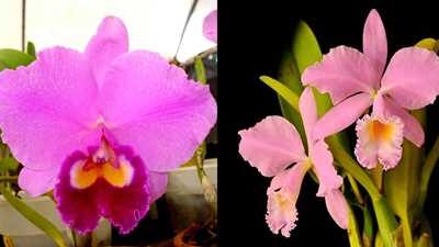 C. Warneri Concolor X (C. Amazon Orchids X LC. Irene Finney)