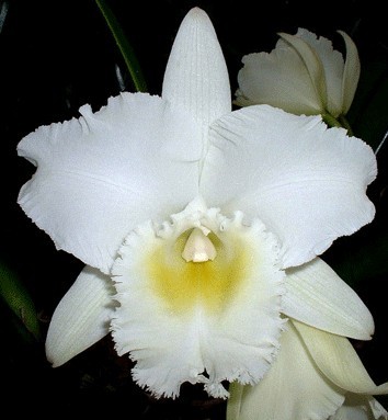 Blc. Pastoral Innocence