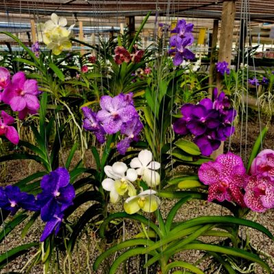 P001 – 2 Vandas Com Haste Floral Escolhidas Pelo Orquidário – R$ 125,00 / Planta