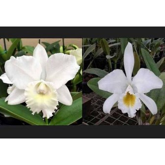 C. Hawaiian Wedding Song X C. Warneri Alba