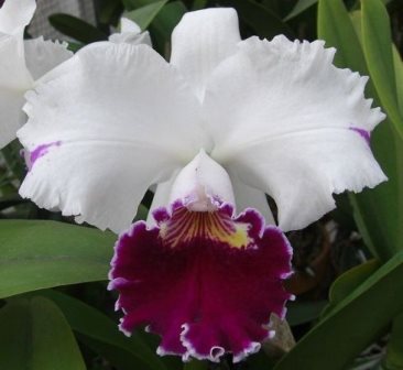 Lc. Mild Compton `Yukiyama Asaki´