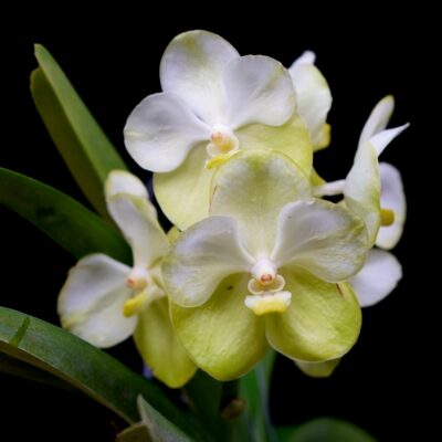 Vanda Kultana Gold X V. Charles Goodfellow + Brinde: 1 Dendrobium Daeng Udorn Adulto