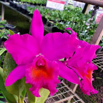 Blc. Murray Spencer `Arms Roy’s Dark Star´ – Lacre 11681