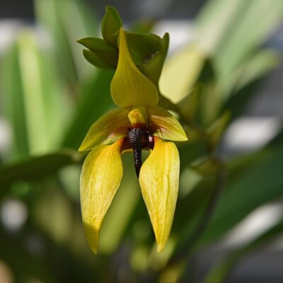 Bulbophyllum Amplebracteatum