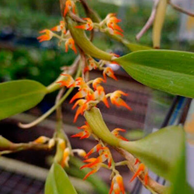 Bulbophyllum Angustifolium