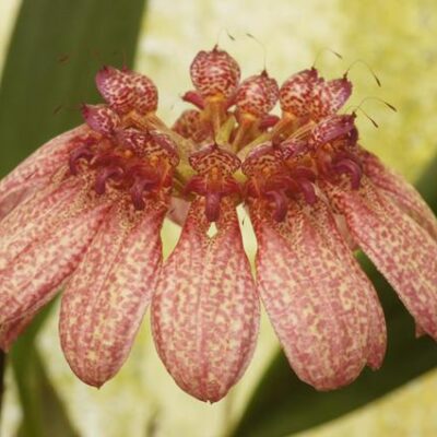 Bulbophyllum Annamense