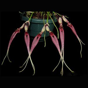 Bulbophyllum Biflorum