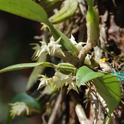 Bulbophyllum Boulbetii