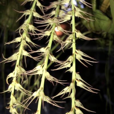 Bulbophyllum Cocoinum