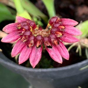 Bulbophyllum Corolliferum
