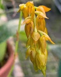 Bulbophyllum Cupreum