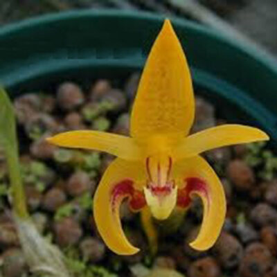 Bulbophyllum Dearei