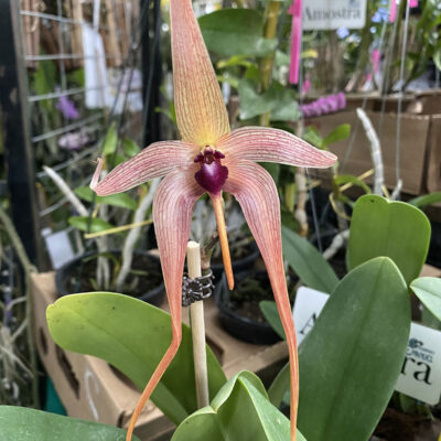 Bulbophyllum Echinolabium