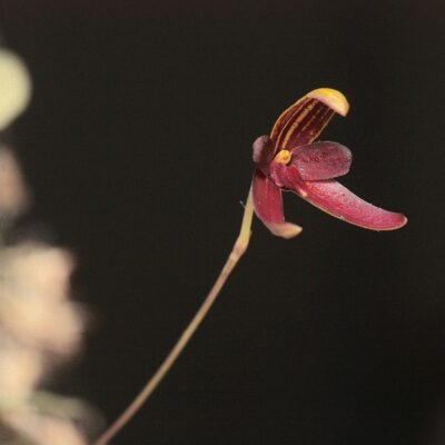 Bulbophyllum Elassoglossum