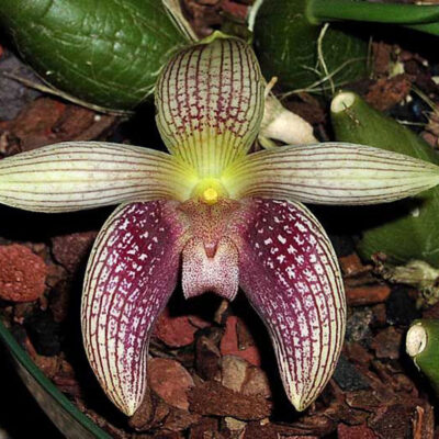 Bulbophyllum Facetum