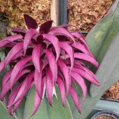 Bulbophyllum Fletcherianum – Lacre 6613