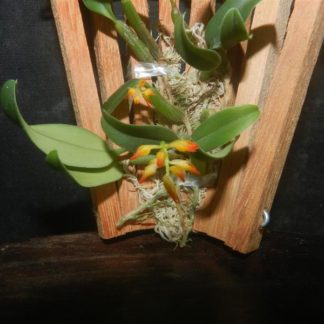 Bulbophyllum Labuanum