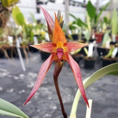 Bulbophyllum Levanae