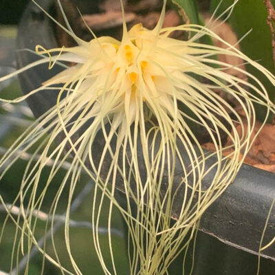 Bulbophyllum Medusae Album