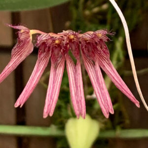 Bulbophyllum Melanoglossum