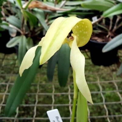 Bulbophyllum Micholitzii