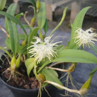 Bulbophyllum Odoratissimum