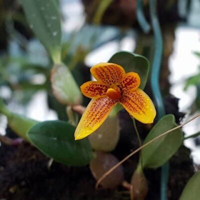 Bulbophyllum Pardalotum