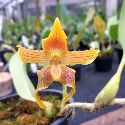 Bulbophyllum Piestoglossum