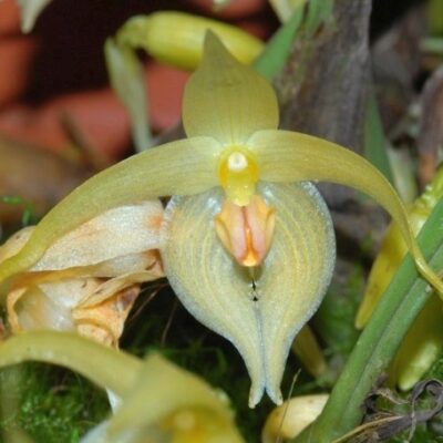 Bulbophyllum Rugosum