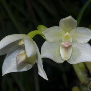 Bulbophyllum Santosii