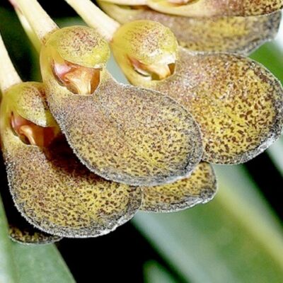 Bulbophyllum Spathulatum