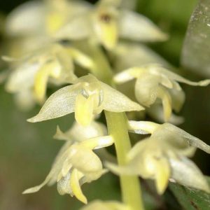 Bulbophyllum Stelis