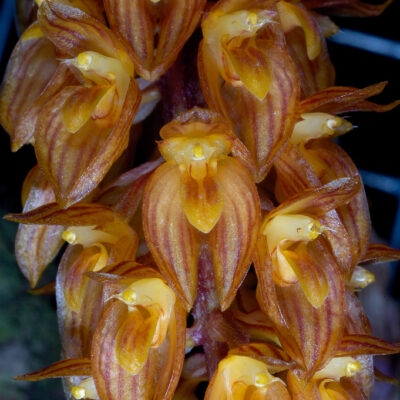 Bulbophyllum Tricornoides