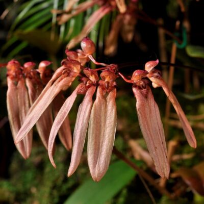 Bulbophyllum Umbellatum Red
