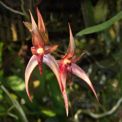Bulbophyllum Vanvurenii