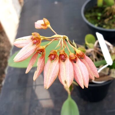 Bulbophyllum Weberi