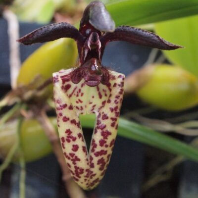 Bulbophyllum Lasiochilum