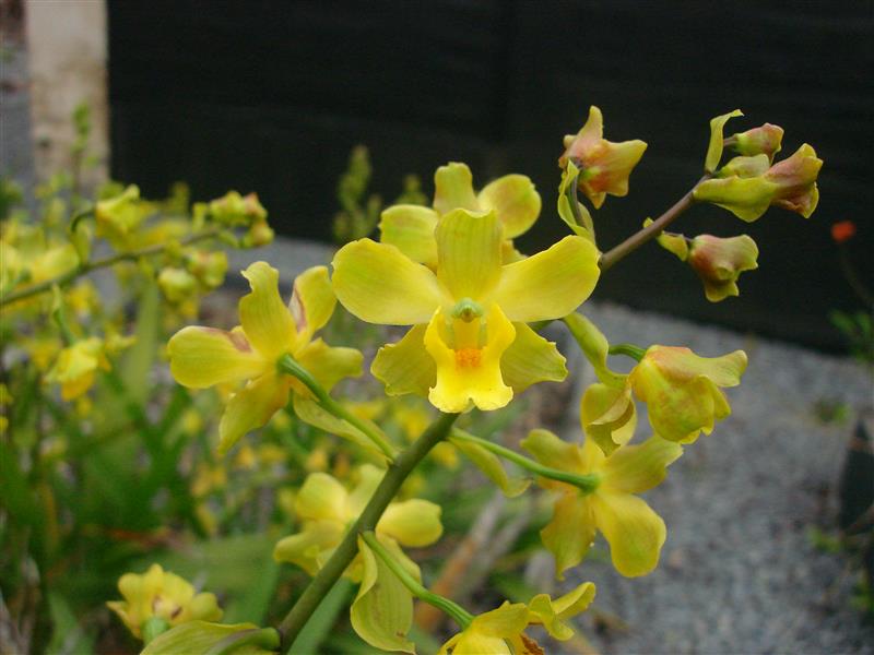 Cyrtopodium andersonii - Orquidário Santa Bárbara