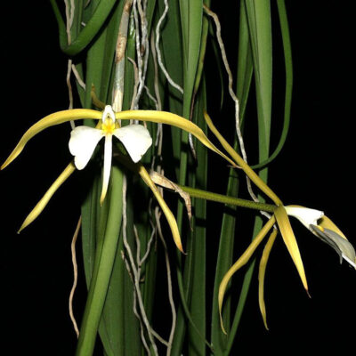Epidendrum Parksonianum