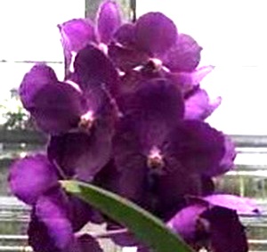 Vanda Fuchs Delight X Wirat, Nº 411